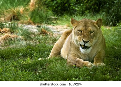 Female Lion In The Bronx Zoo - Smiling