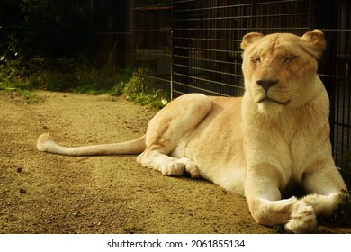 Female Lion Captivity Sitting Sleeping