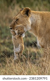 Female Lion carrying Cub in her mouth