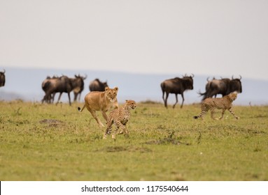 Bilder Stockfoton Och Vektorer Med Lion Attack Shutterstock - roblox wild savannah a cheetahs life part 2