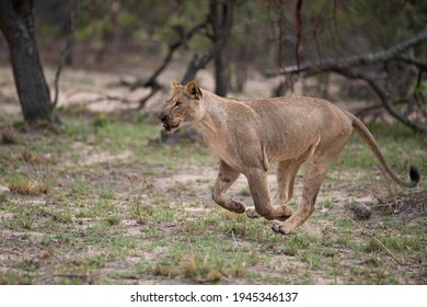 A Female Lion Chasing After Prey On A Safari In South Africa