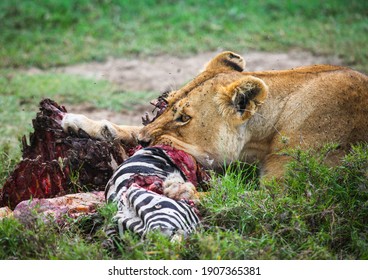 Female Lion Close Up Eating Zebra Carcass