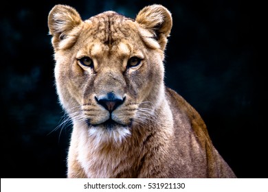 Female Lion Closeup Portrait
