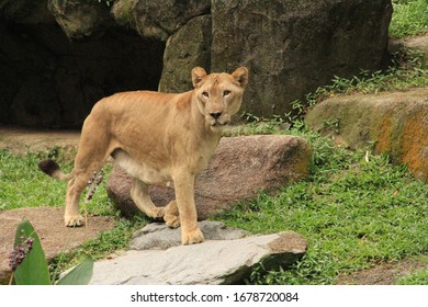 A Female Lion Eating Meat