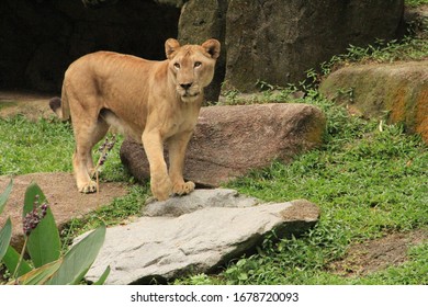 A Female Lion Eating Meat