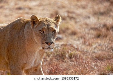 Female Lion Head And Upper Body  Shot