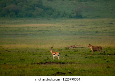 Female Lion Hunting Antelope In Kenya Africa