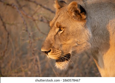 A Female Lion Hunting For Prey