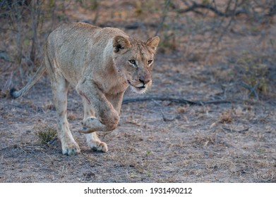 A Female Lion Hunting Prey On A Safari In South Africa