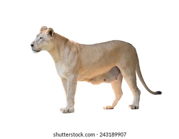 Female Lion Isolated On White Background