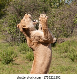 Female Lion Jumping Up In The Air