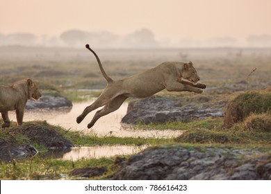 Female Lion Jumping Over Water