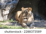 Female lion  is a large cat of the genus Panthera native to Africa and India. It has a muscular, broad-chested body; short, rounded head; round ears; and a hairy tuft at the end of its tail. 