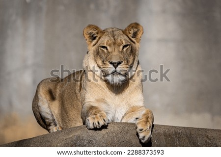 Female lion  is a large cat of the genus Panthera native to Africa and India. It has a muscular, broad-chested body; short, rounded head; round ears; and a hairy tuft at the end of its tail. 