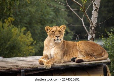 A Female Lion Laying Down 