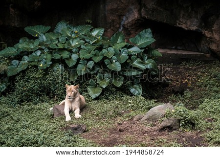 A female lion laying on the grass with leaves background