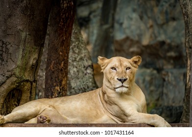 Female lion, Lioness on the ground