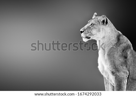 Female lion ( lioness) portrait highly alerted staring into the distance with copy, text space. Black and white. Kgalagadi. Panthera leo