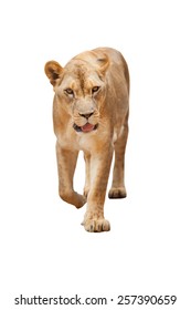 The female lion white