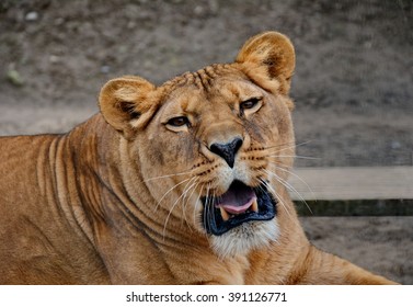  Female lion (Panthera leo) - Shutterstock ID 391126771