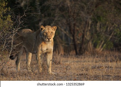 Female lion, Panthera leo, standing in sunset light.