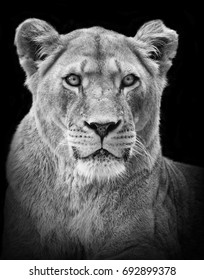 Female Lion Portrait In Black/white