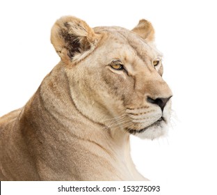 Female Lion Portrait, Isolated On White Background With Copy Space.