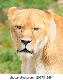 Female Lion Portrait On Green Background