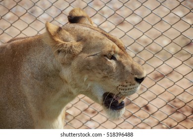 The Female Lion Is Roaring In The Cage.
