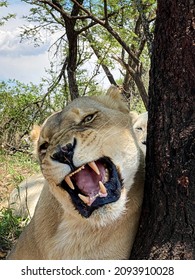 Female Lion Roaring Under A Tree
