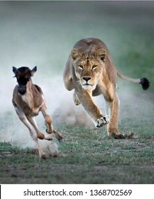 Female Lion Running To Eat Dear, South Africa - Image Beautiful Lion King.