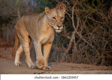 A Female Lion Seen On A Safari In South Africa.