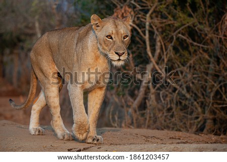 A female Lion seen on a safari in South Africa.