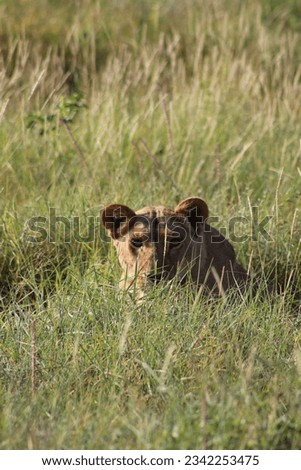 A female lion stalking its prey