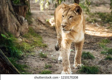4,066 Female lion walking Images, Stock Photos & Vectors | Shutterstock