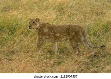 Female Lion Walking In Savanna Grassland In Masai Mara National Reserve Kenya