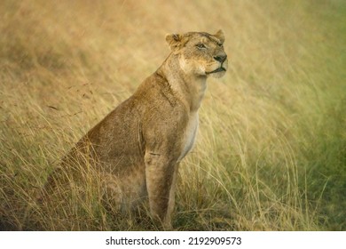 Female Lion Walking In Savanna Grassland In Masai Mara National Reserve Kenya