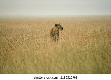 Female Lion Walking In Savanna Grassland In Masai Mara National Reserve Kenya