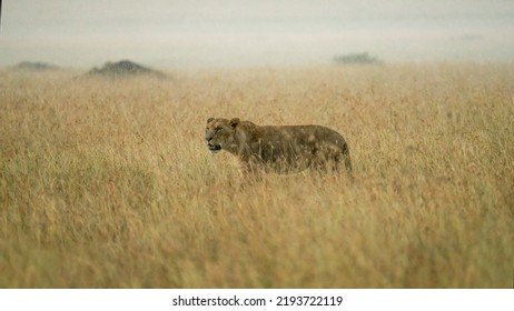 Female Lion Walking In Savanna Grassland In Masai Mara National Reserve Kenya