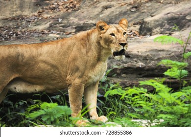 female lion is walking side view in the outdoor