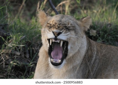 Female Lion yawning in Sabi Sands - Powered by Shutterstock