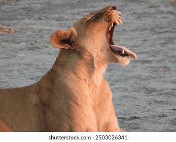 female lion yawning at sunset  - Powered by Shutterstock