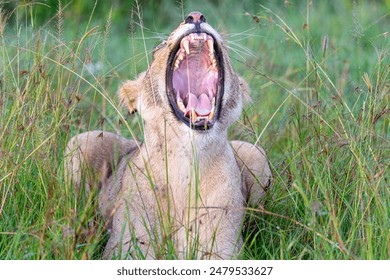 Female Lion Yawning while sitting in tall grass, Maasai Mara Kenya.  - Powered by Shutterstock