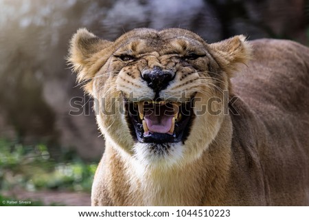 Female lioness roaring open her mouth and showing her teeth and tongue, furious.