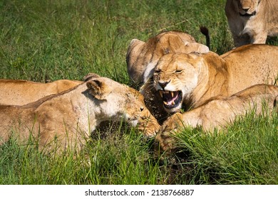 Female Lioness Roaring Watering Hole Stock Photo 2138766887 | Shutterstock