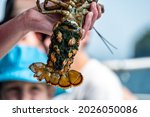 Female lobster with eggs attached under her tail and a V-notch to indicate a catch and release specimen 