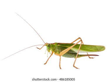 Malaysian Lurge Stick Insect Heteropteryx Dilatata Stock Photo (Edit ...