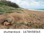A female Loggerhead Turtle flicking sand over her eggs to bury them after laying over 100 eggs above the high tide level at Mon Repos beach in Australia. 