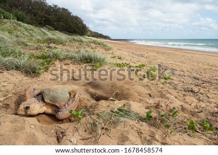 A female Loggerhead Turtle flicking sand over her eggs to bury them after laying over 100 eggs above the high tide level at Mon Repos beach in Australia.