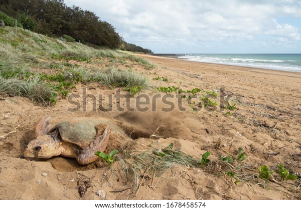 A female Loggerhead Turtle flicking\
sand over her eggs to bury them after laying over 100 eggs above\
the high tide level at Mon Repos beach in\
Australia.